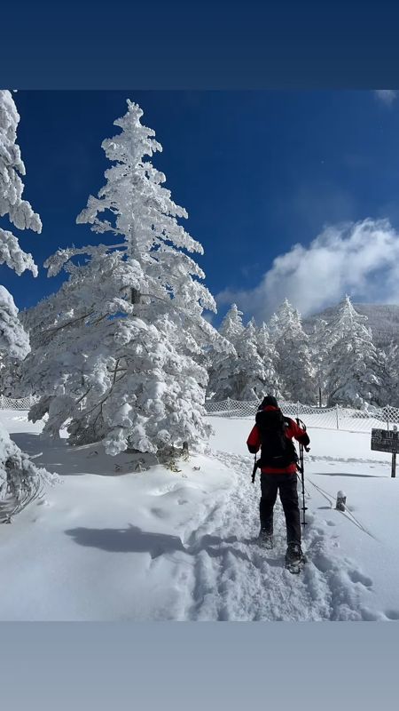A snowshoer on a trail through snow-laden trees